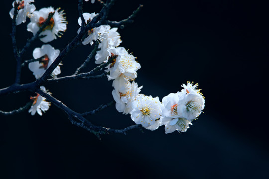 早春梅花枝头开