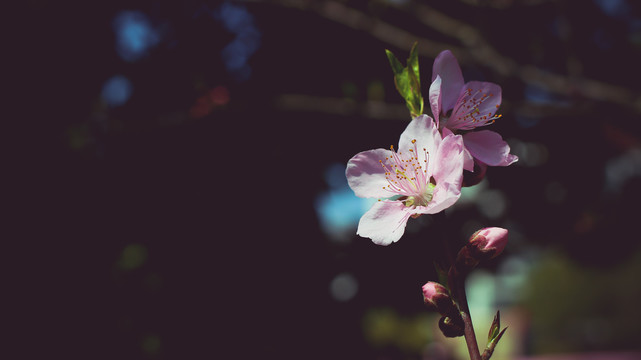 桃花