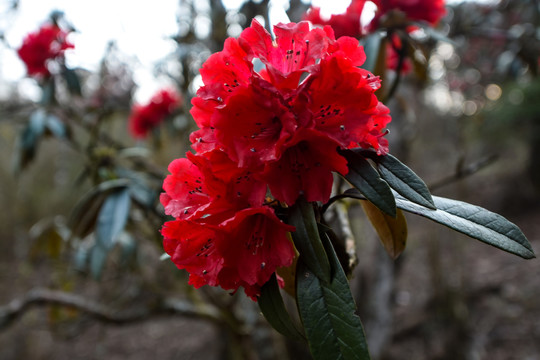 杜鹃花马缨花