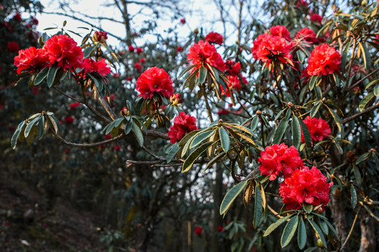 杜鹃花马缨花