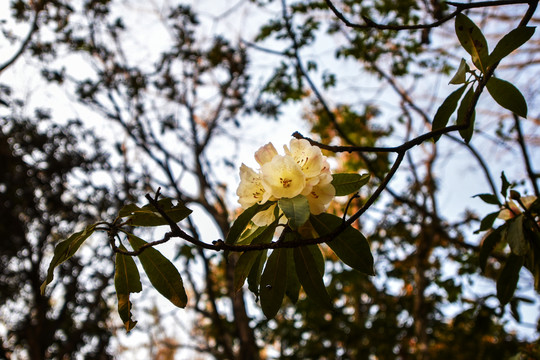 杜鹃花马缨花