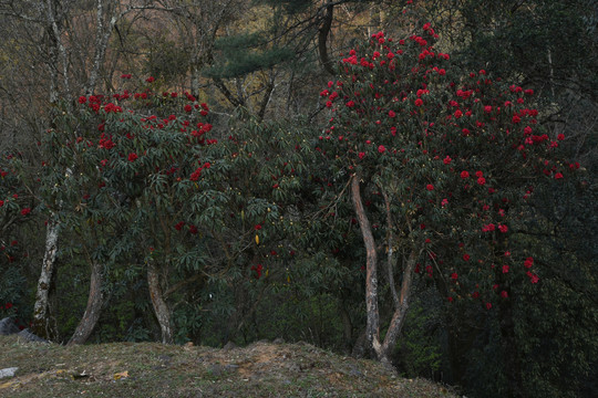 杜鹃花马缨花