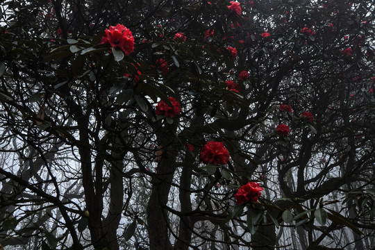 杜鹃花马缨花