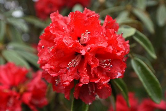 杜鹃花马缨花