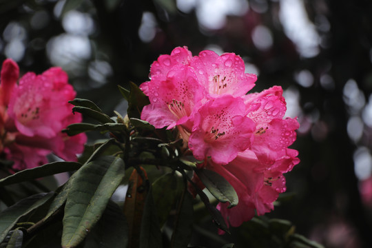 杜鹃花马缨花