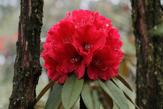 杜鹃花马缨花