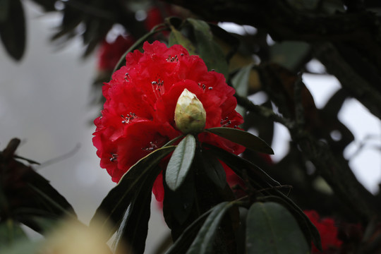 杜鹃花马缨花