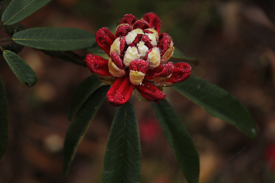 杜鹃花马缨花