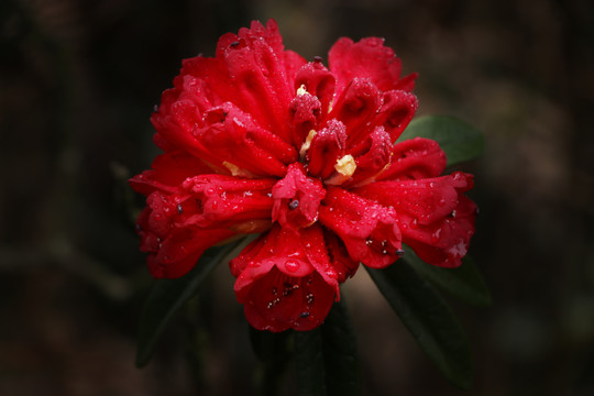 杜鹃花马缨花