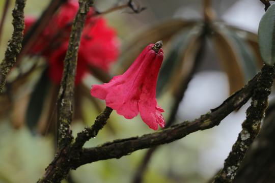 杜鹃花马缨花