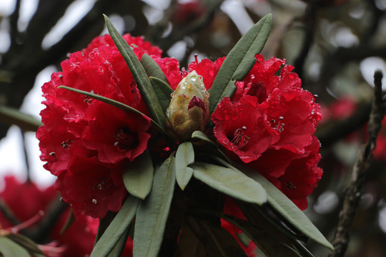 杜鹃花马缨花