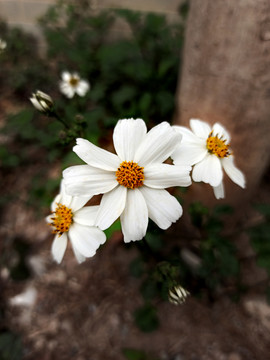 三朵小白菊