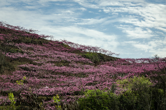 漫山桃花开