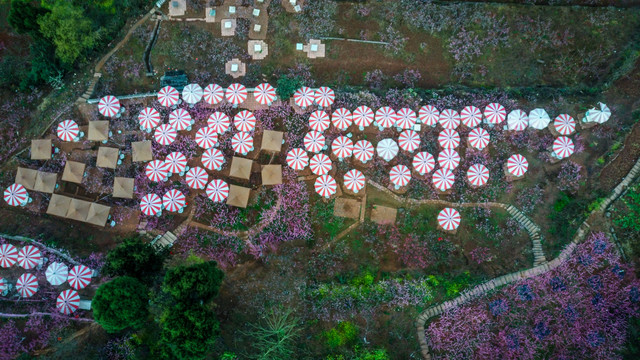 龙泉桃花节