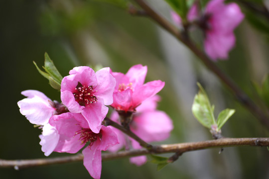 红桃花