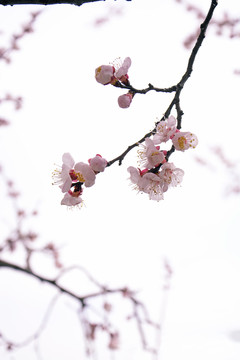 春天的花朵