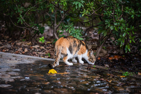 花猫