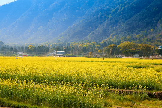 油菜花