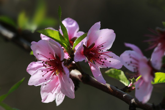 桃花