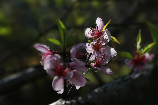 桃花