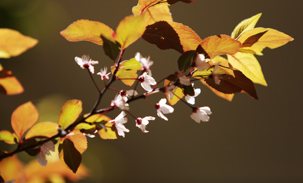 李子花