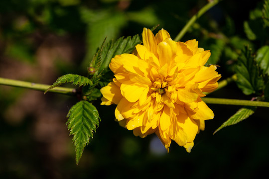 重瓣棣棠花