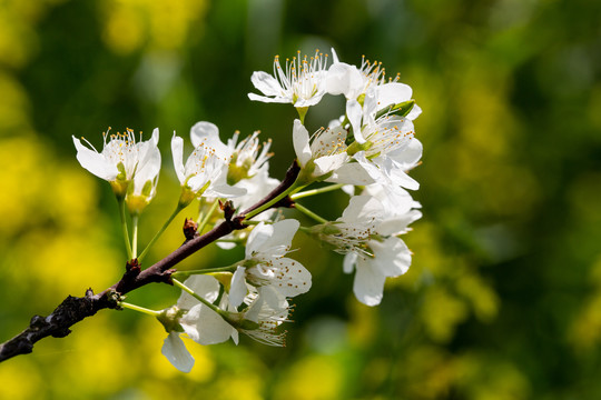 李子花