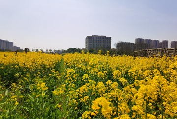 油菜花地