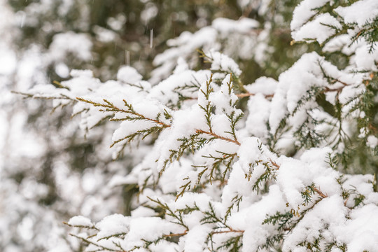 松枝上的白雪