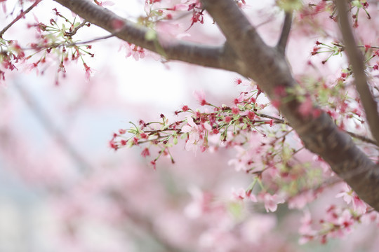 樱花