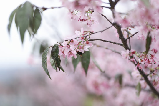 樱花