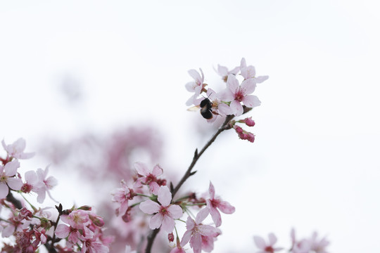 樱花