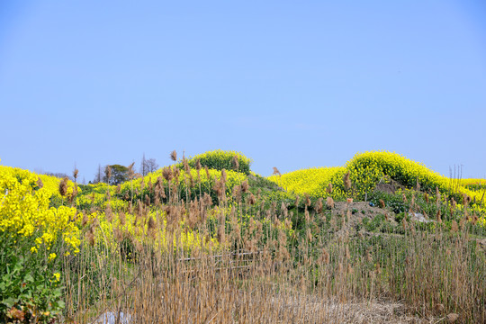 山坡上的油菜花海