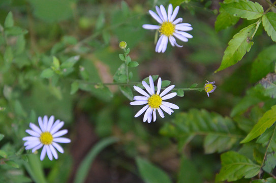 野菊花