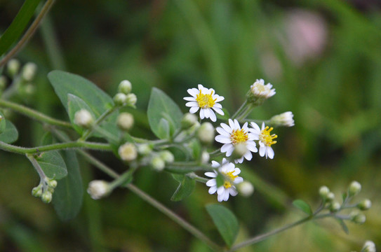 野白菊