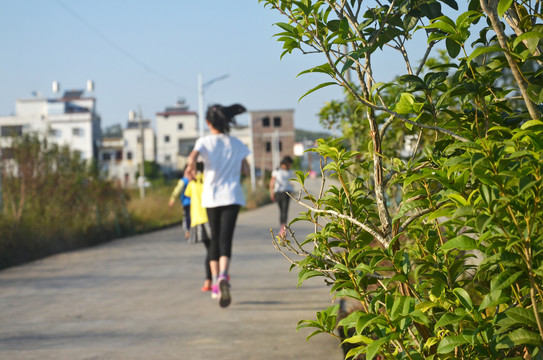 道路绿化