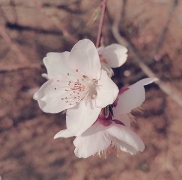 春暖花开