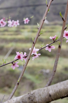 一枝桃花