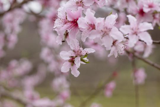 桃花