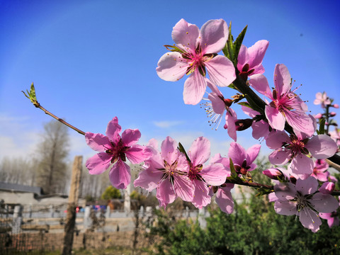 桃花盛开