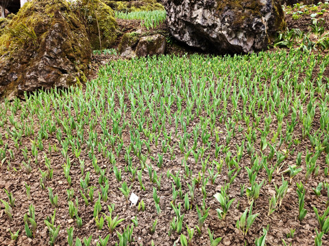 郁金香苗圃种植