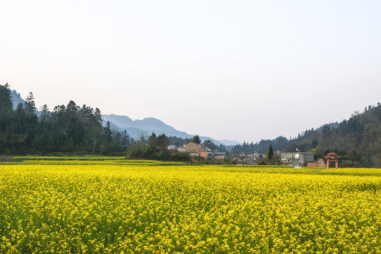 油菜花油菜籽