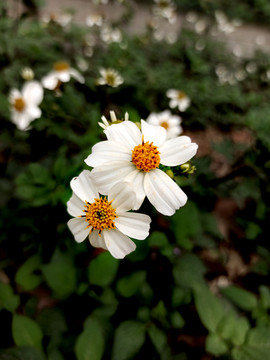 两朵小白菊