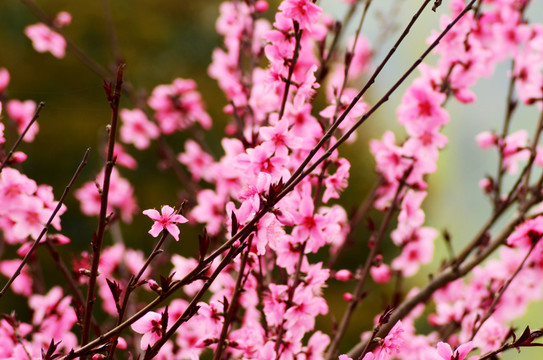 桃花