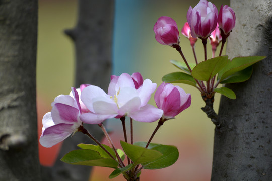 海棠花花蕾