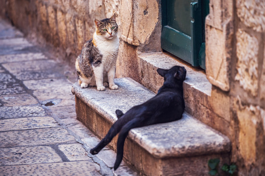 克罗地亚杜城的流浪猫