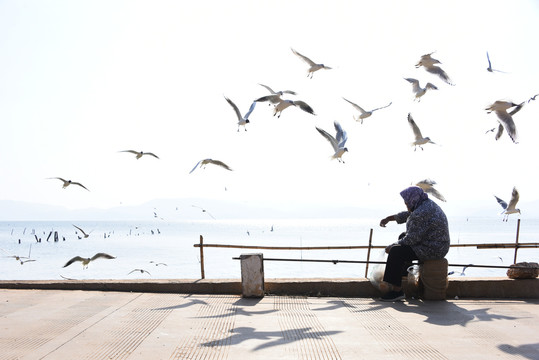 老人喂海鸥