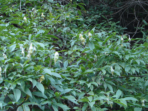 豆科药用植物香花鸡血藤