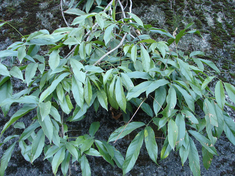 豆科药用植物香花鸡血藤