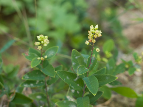 鼠李科植物多花勾儿茶细小的花朵